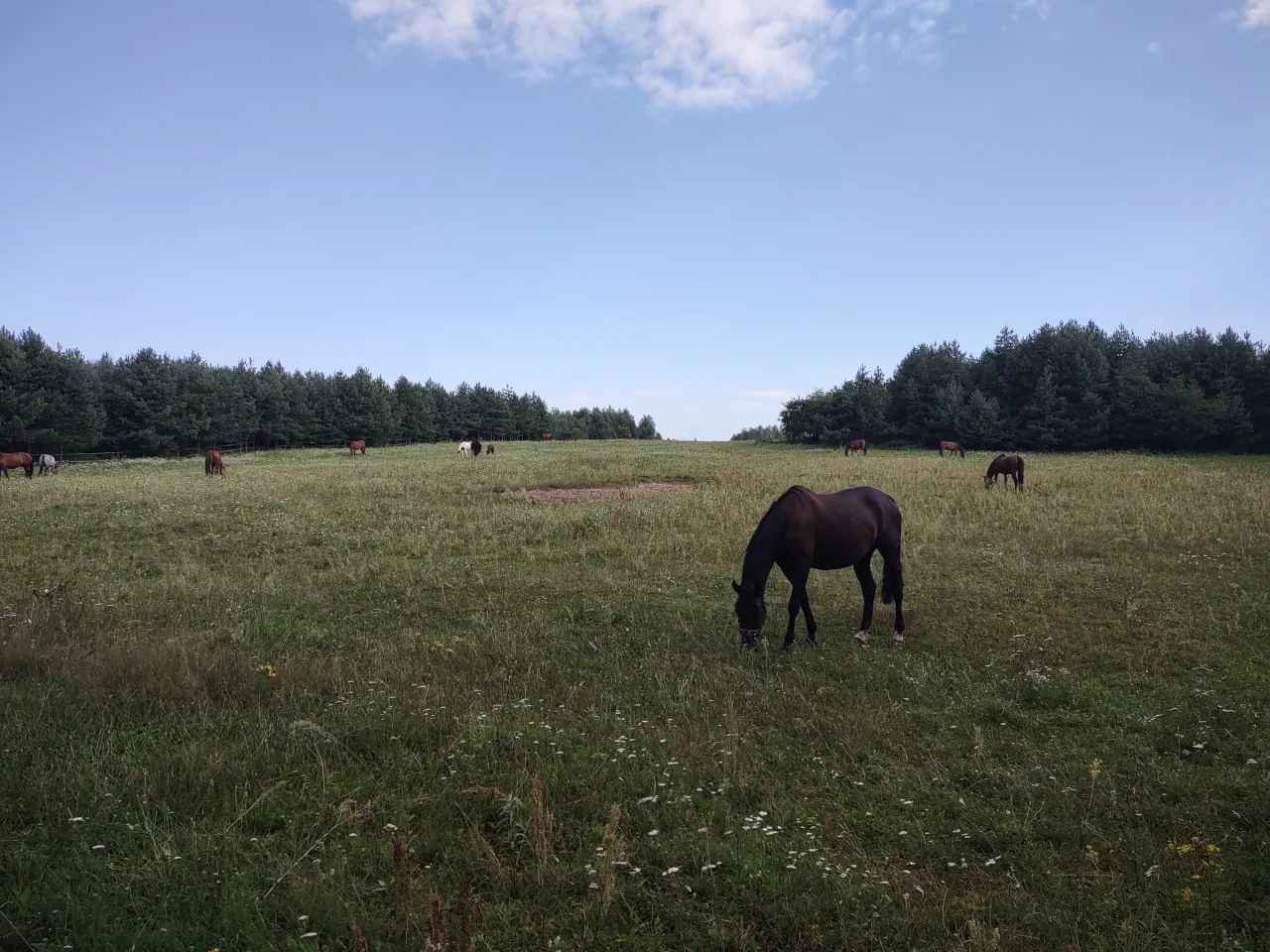 Stadnina koni w Parkoszowicach